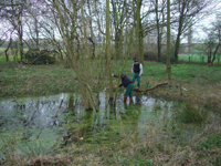 Bume werden aus dem Teich entfernt 2008